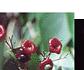 Mundy Creek Poster - TCC Publication